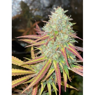 Fruity Pebbles 2.0 Cannabis