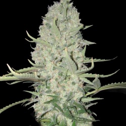 BIG BUD FAST VERSION Feminized Cannabis Seed