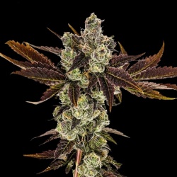 Banana Sherbet Cannabis Seeds Feminized