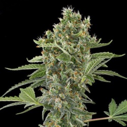 Moby Dick Fast Version Cannabis Seeds Feminized