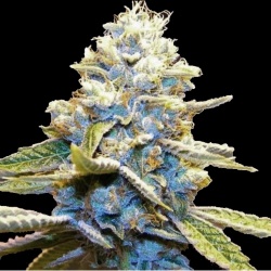 Blue God Cannabis Seeds Feminized