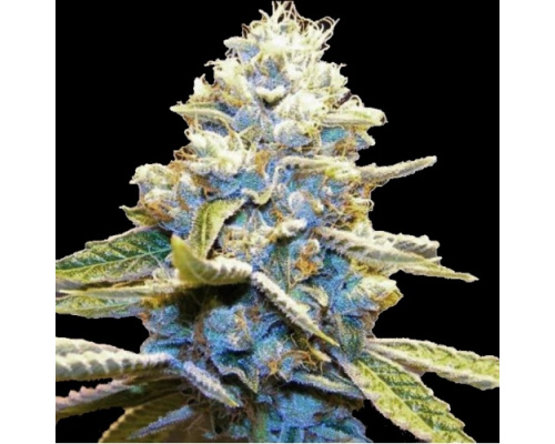 Blue God Strain Review: THC, Effects, Flowering Time & Yield