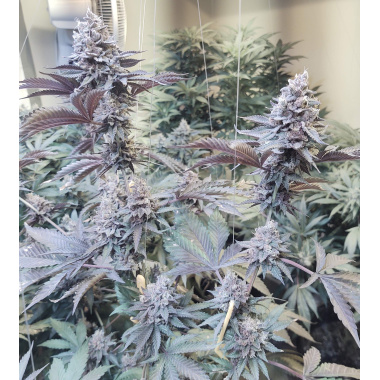 Roji OGS Cannabis Seeds Feminized