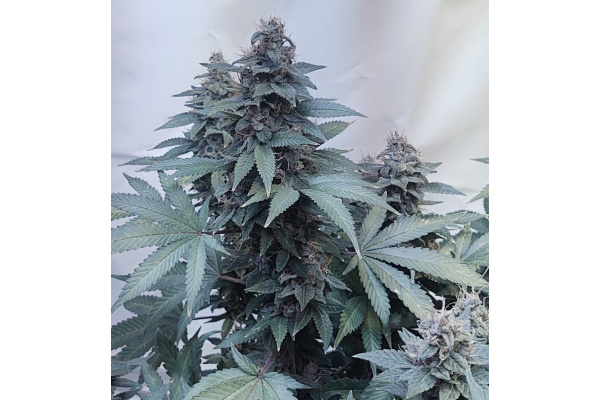 Biscotti Skunk Strain Review: THC, Effects, Flowering Time & Yield