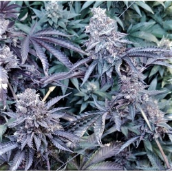Strawberry Purp Feminized Cannabis Seeds	