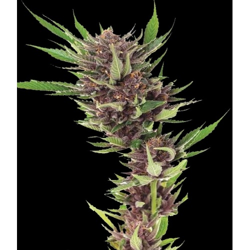 forbidden-fruit-cannabis-seeds-feminized