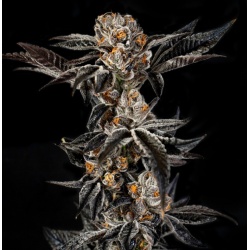 Gelato 33 Cannabis Seeds Feminized