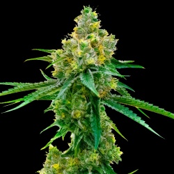 CBD Harlequin Cannabis plant