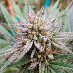 CBD Painkiller XL Cannabis Seeds Feminized