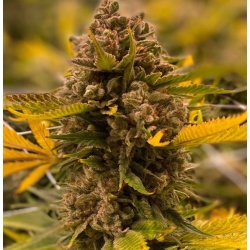CBG Jack Frost Cannabis Seeds Feminized