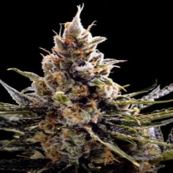 Auto 24K Gold Cannabis Seeds Feminized