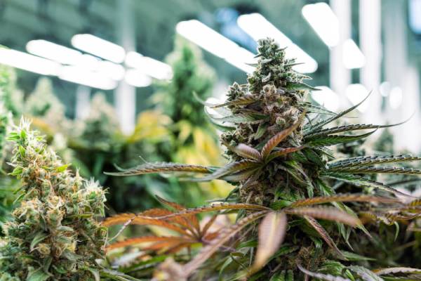 How To Prevent Cannabis Strains From Growing Big Plants With Small Buds