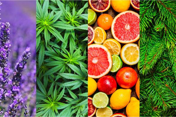 Terpenes: What are they and How Do They Work?