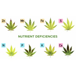 The Different Types of Cannabis Deficiencies