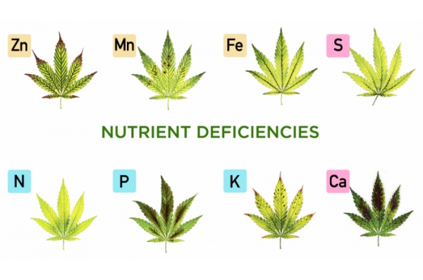 Les différents types de carences en cannabis