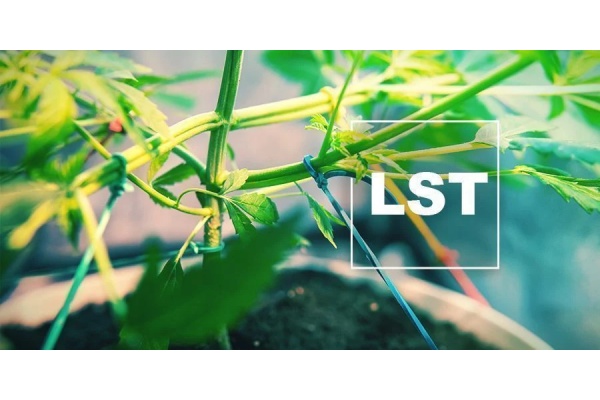 Understanding Low-Stress Training For Cannabis Plants