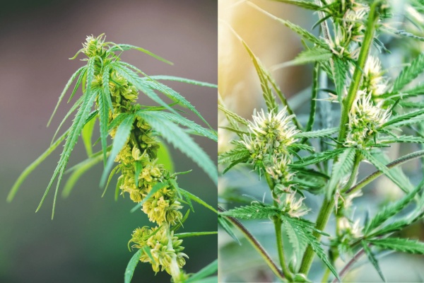 Comprendre la différence entre les plants de cannabis mâles et femelles