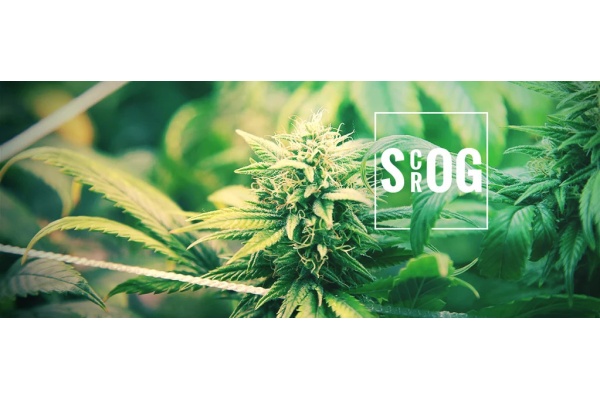 What is The Difference SOG vs SCROG?