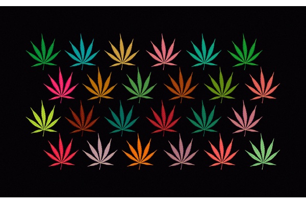 Pourquoi le cannabis est-il si coloré ?