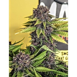 Quebec Black bud