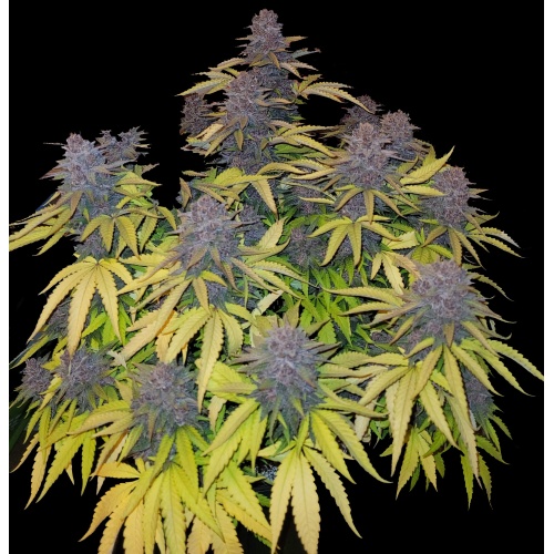 All about black weed - Blog de Grow Barato