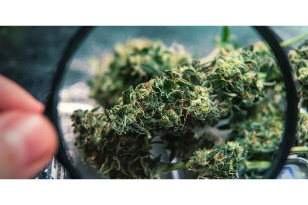 Bud Washing: Full Guide To Clean Your Cannabis