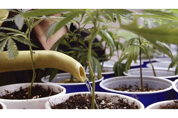 Utiliser du thé de compost pour nourrir les plantes de cannabis