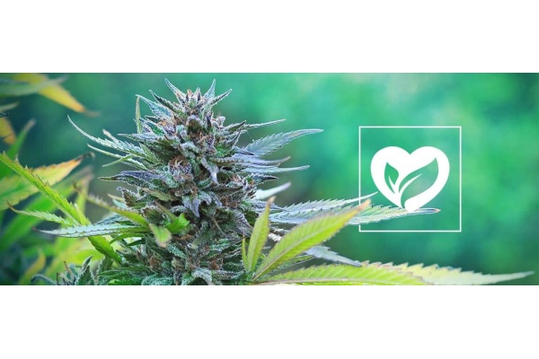 What Are Veganics and How To Use Them For Cannabis Plants