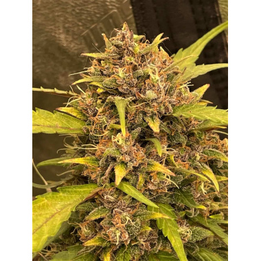 Blueberry Cough Feminized Cannabis Seeds