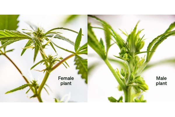 Do Male or Female Cannabis Plants Have Seeds