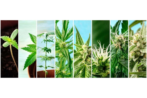 Comment cultiver du cannabis à partir de graines