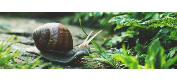 How To Manage Slugs and Snails on Cannabis Plants