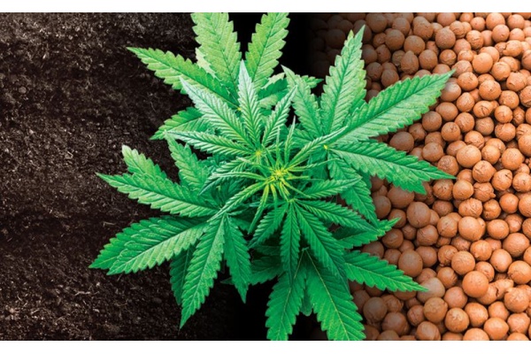 Culture de cannabis hydroponique ou en terre