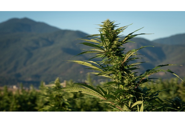 Cannabis Landrace : Tout ce que vous devez savoir