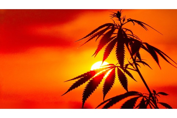 How To Protect Your Cannabis From The Sun