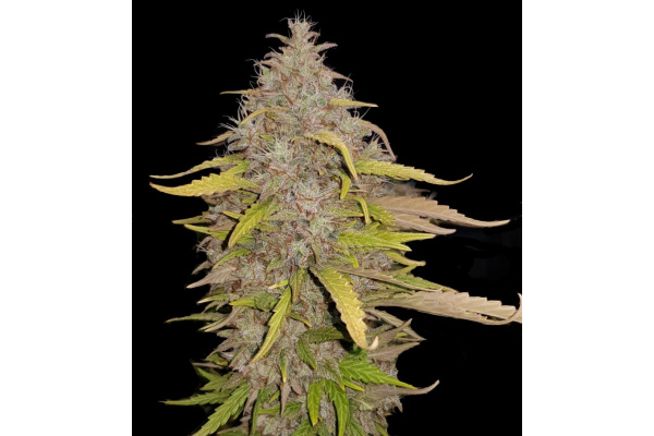Cream Caramel Cannabis Seeds (Feminized) — In-Depth Strain Review
