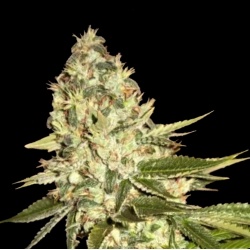 MK Ultra Cannabis Seeds Feminized