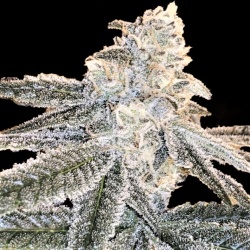 White Truffle Cannabis Seeds Feminized