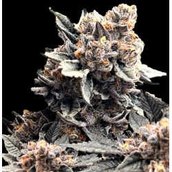 Black Runtz Feminized Cannabis Seeds	