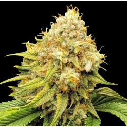 Acapulco Gold Cannabis Seeds Feminized