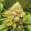 Acapulco Gold Cannabis Seeds Feminized