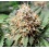 Acapulco Gold Cannabis Seeds Feminized