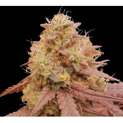 Amnesia Haze Autoflower Cannabis Seeds Feminized