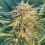 CBD AK 47 Feminized Cannabis Seeds	
