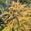 CBD AK 47 Feminized Cannabis Seeds	