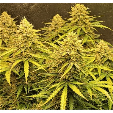 Auto Bruce Banner Cannabis Seeds