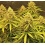 Auto Bruce Banner Cannabis Seeds 