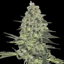 Bubba Kush Cannabis Seeds Feminized 	