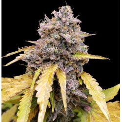 Gelato Autoflower Cannabis Seeds