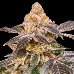 Gusher Cannabis Seeds Feminized